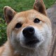 【河南新增本土确诊15例,河南新增本土确诊病例33例】