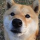 【31省新增107例本土90例,31省新增本土病例13例】