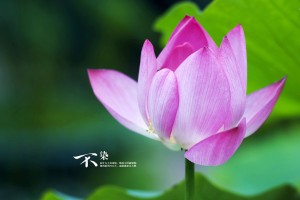 【全国感染高峰进度小程序,全国高峰期感染疫情的人数】