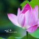 【青岛新增2例刚刚,青岛新增确诊2例新型肺炎】