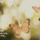 31省份新增确诊15例(31省份新增确诊25例本土15例)