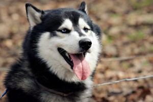 【大连新增1例本土确诊病例,大连新增一例本土确诊病例行动轨迹】