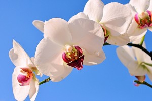 31省区市新增6例确诊病例(31省区市新增7例6)