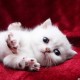 坚持做核酸有无必要？官方回应(坚持做核酸有无必要?官方回应怎么回复)