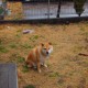 【沈阳新增6例本土无症状,沈阳新增本土无症状轨迹】