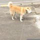 北京中风险地区有哪些/北京中风险地区有哪些地方