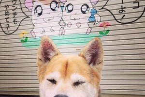 31省增境外输入16例/31省新增境外输入10例