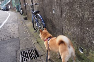 【江苏昨日新增38例本土确诊,江苏昨日新增确诊病例12例】